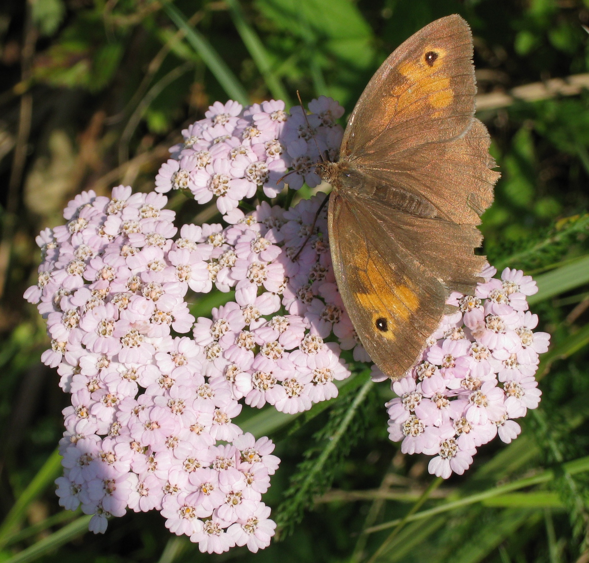 Natur und Wildkräuter