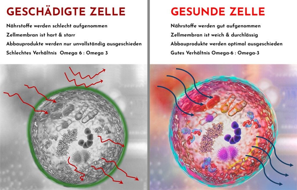 Aufbau der Zelle und Zellmembran